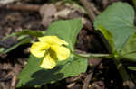 Downy yellow violet